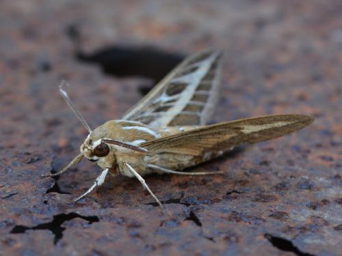 Hyles livornica